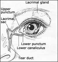 Lacrimal Puncta